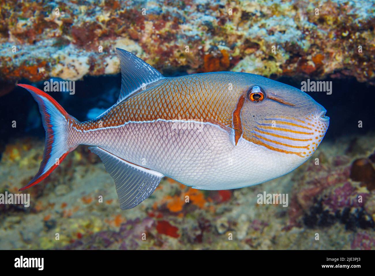 Der blau gesäumte Drückerfisch, Xanthichthys caeruleolineatus, wird auf den Hauptinseln Hawaii sehr selten gesehen. Stockfoto