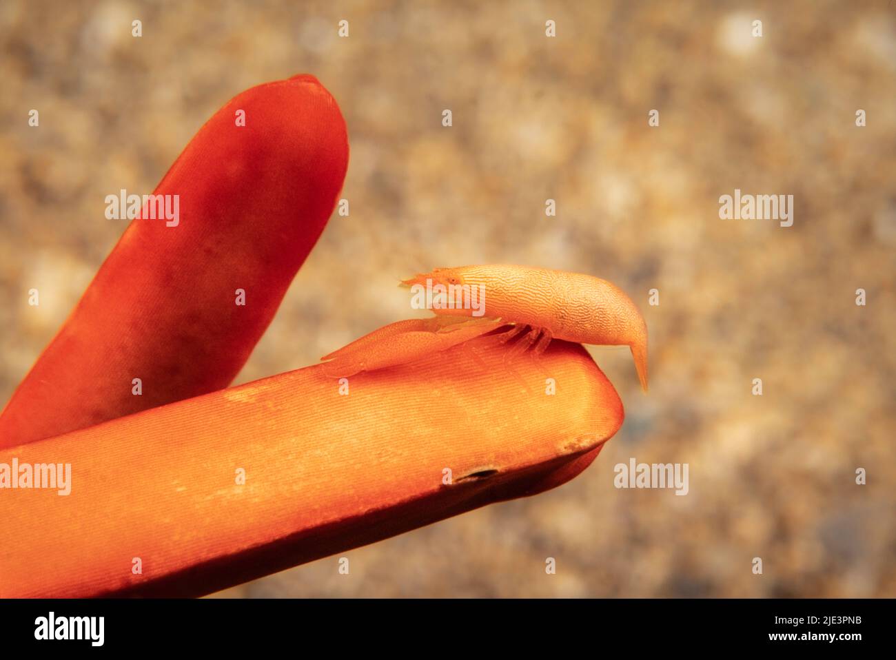 Die roten Schiefer Bleistift urchin Shrimp, Levicaris mammillata, war lange als endemisch zu sein, aber hat jetzt in Japan, Hawaii gefunden worden. Stockfoto