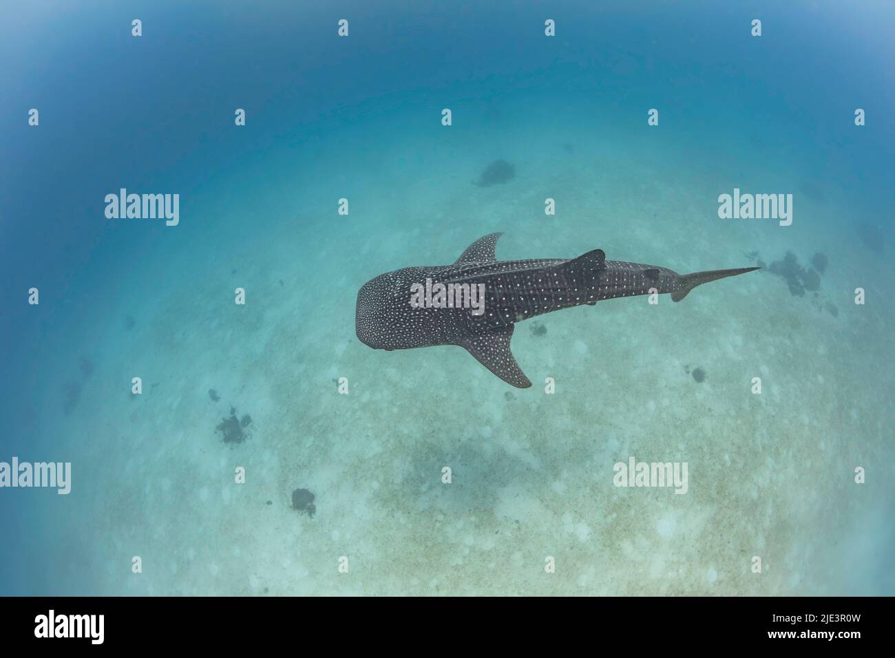 Ein Walhai, Rhiniodon-Typus, der über ein flaches Sandgebiet auf den Philippinen fährt. Dies ist die weltweit größte Fischart. Stockfoto