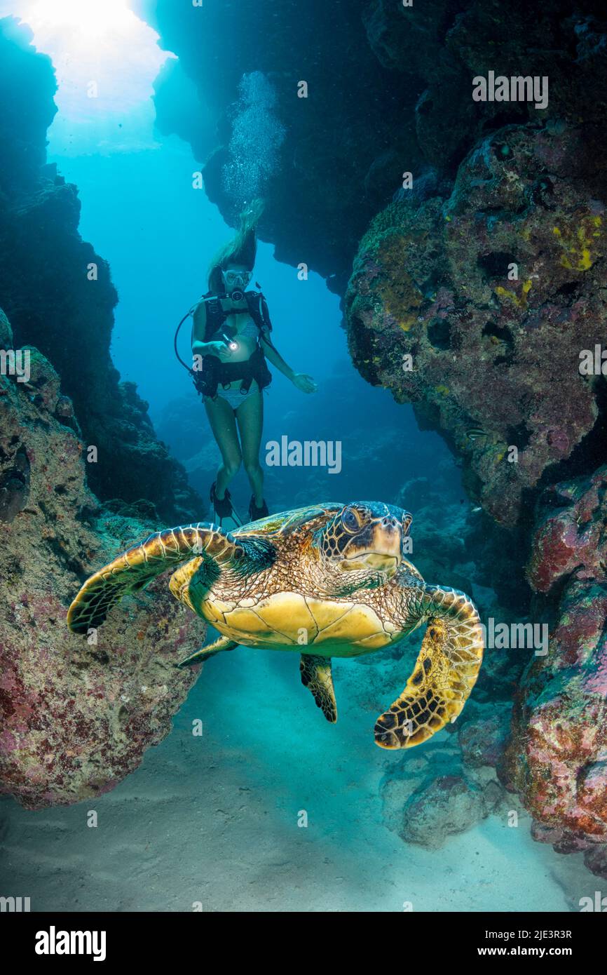 Ein Taucher (MR) und eine grüne Meeresschildkröte, Chelonia mydas, in einer Spalte bei Yap CavernÕs vor dem südlichen Ende der Insel Yap, Mikronesien. Stockfoto