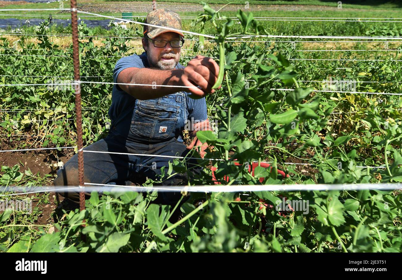 Waverley, Usa. 24.. Juni 2022. Ein Landwirt pflückt Zuckererbsen für den Bauernmarkt. Aufgrund der Inflation suchen viele Familien nach Möglichkeiten, um zu retten, die von der Gemeinschaft unterstützte Landwirtschaft wird aufgrund der frischen Produkte und der Unterstützung für die Gemeinden immer beliebter. Fullers Overlook Farm praktiziert eine restaurative Landwirtschaft und stellt in der Gemeinde ein, pflücken die Bauern jede Woche eine Vielzahl von Gemüse und bringen sie dann auf den Markt oder bringen sie an Orten ab, an denen die Teilnehmer Lebensmittel erhalten können. Kredit: SOPA Images Limited/Alamy Live Nachrichten Stockfoto