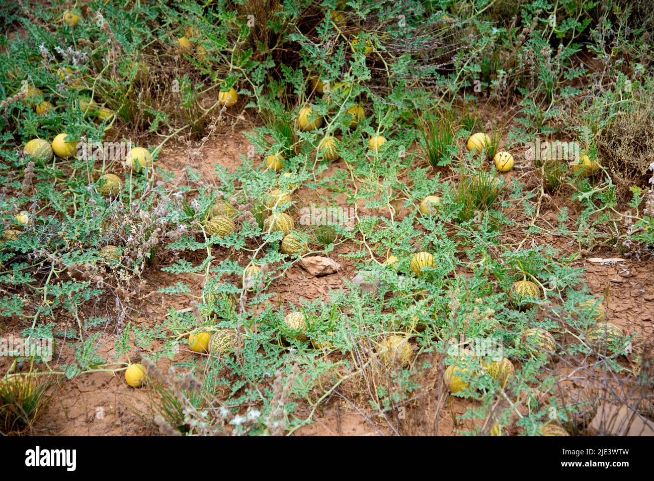 Wild Melon - Südaustralien Stockfoto