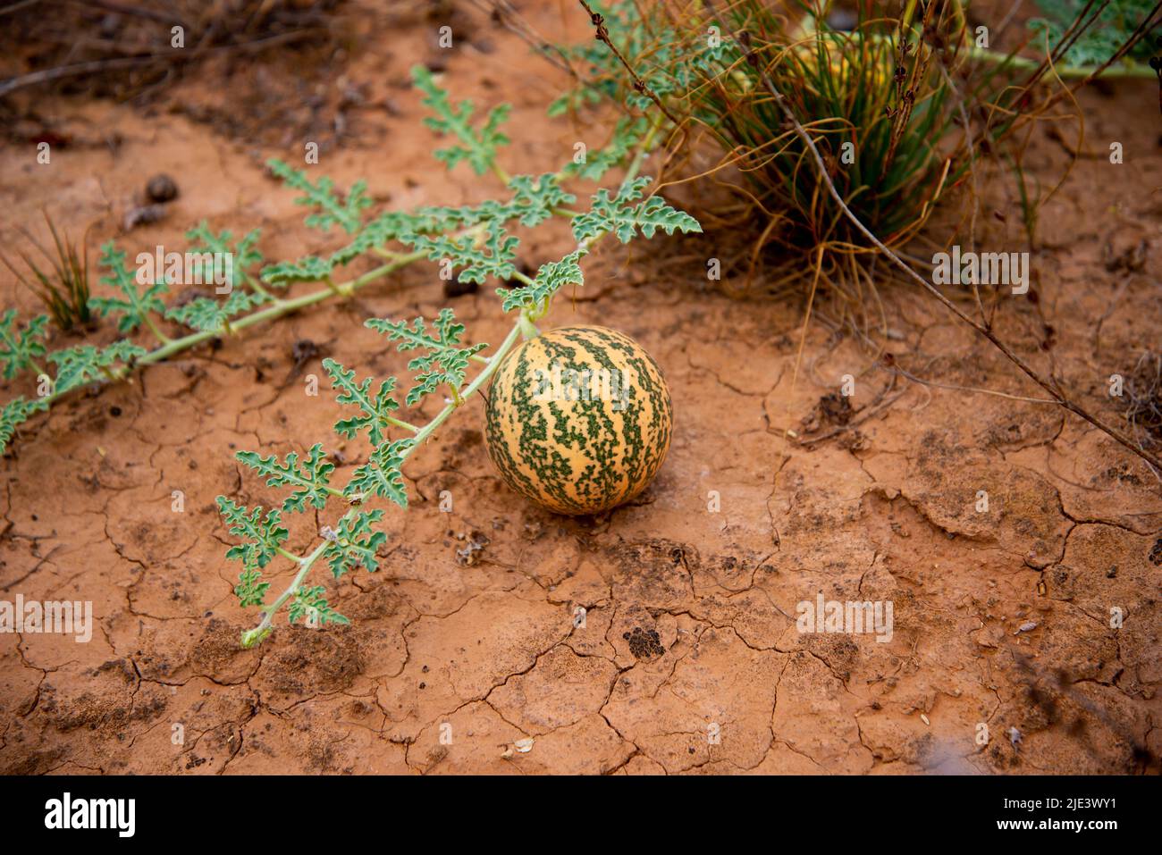 Wild Melon - Südaustralien Stockfoto