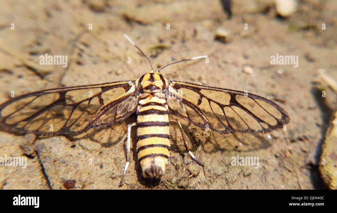 Nahaufnahme des transparenten Flügelmotten Amati ist eine Gattung von Tigermotten aus der Familie Erebidae. Die Gattung wurde von Johan Christian Fabricius in errichtet Stockfoto