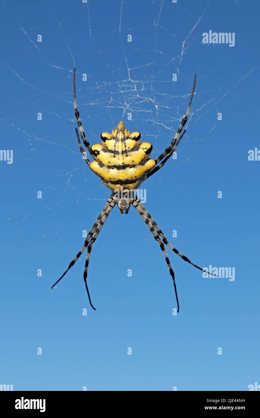 Eine Gartenorb-Netzspinne (Argiope australis) im Netz gegen einen blauen Himmel, Südafrika Stockfoto