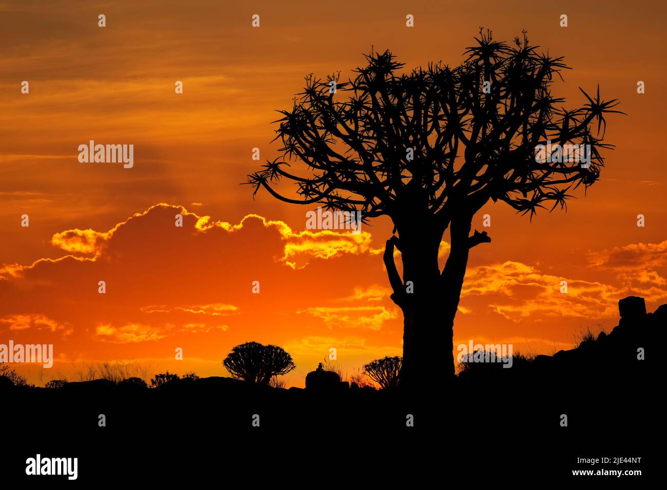 Silhouette eines Köcherbaums (Aloe dichotoma) bei Sonnenuntergang, Namibia Stockfoto