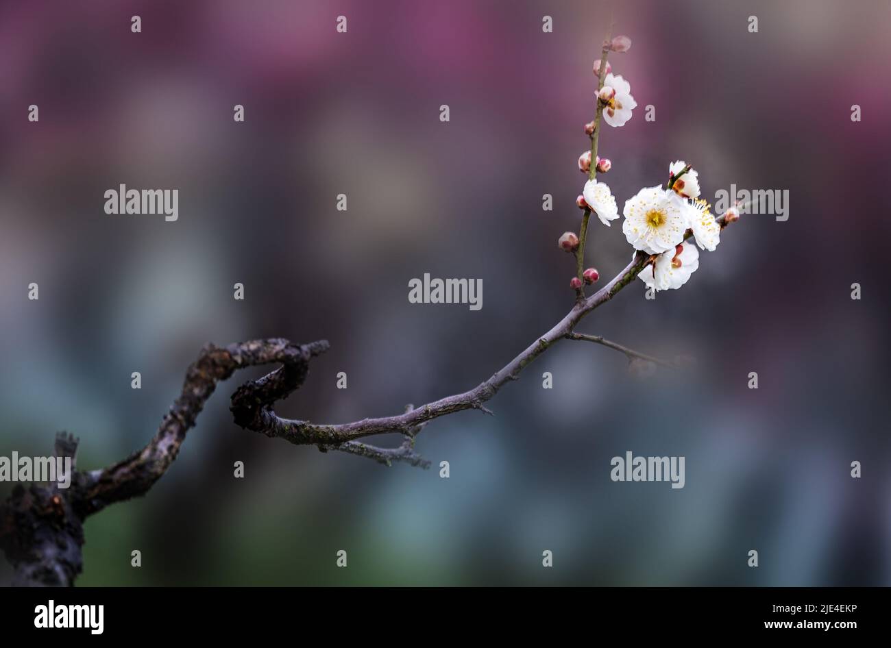 Mei xiang die Pflaumenblüte ist wunderschön, aber sie ist weiß und makellos schön von Himmel und Erde Pflaumenblüten Weihrauch Wer kennt 'Pflaumenblüten Weihrauch von Fairbanks zu' Stockfoto