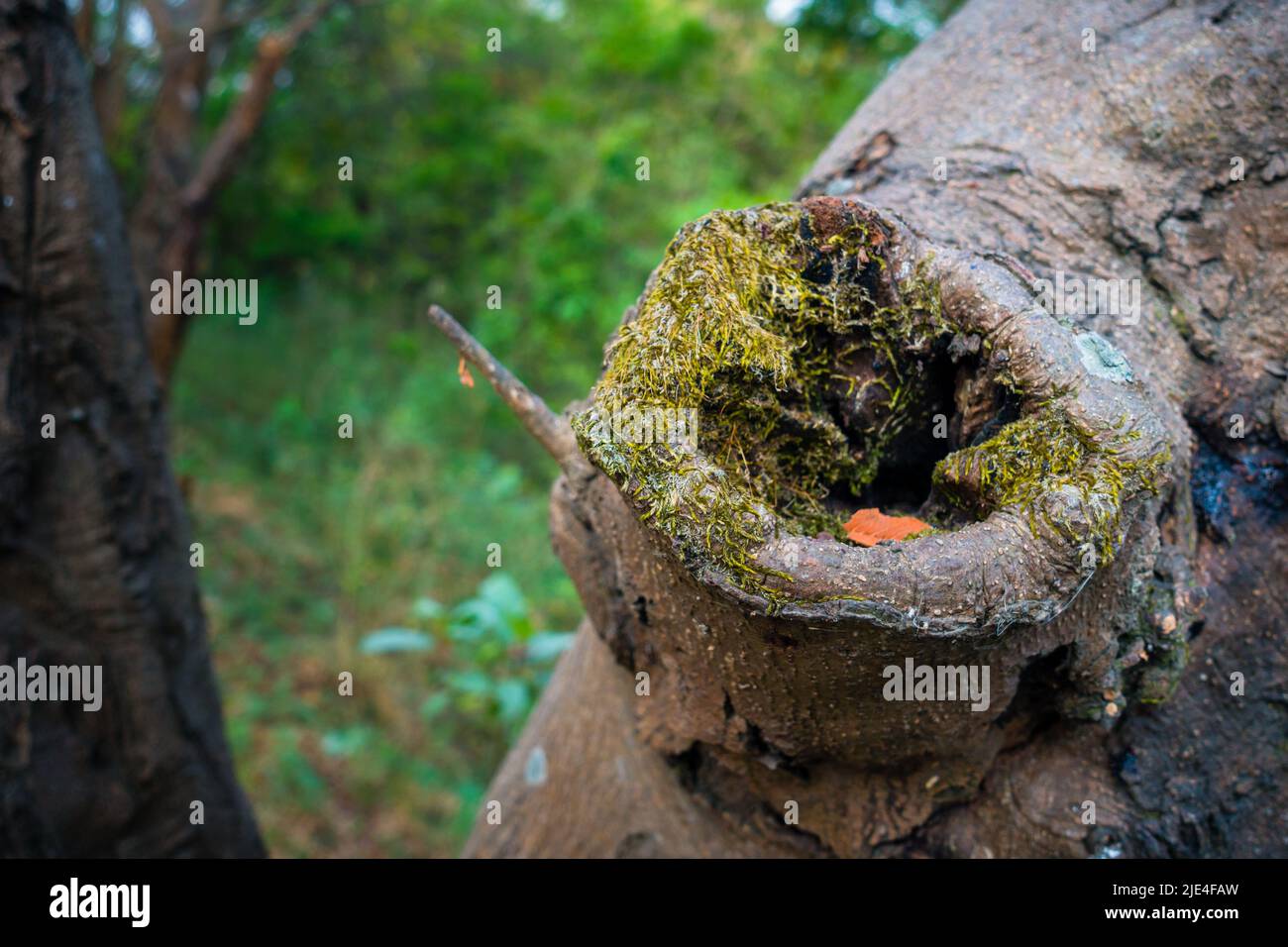 Eine Nahaufnahme der Schnittwundheilung eines Baumes. uttarakhand Indien. Stockfoto