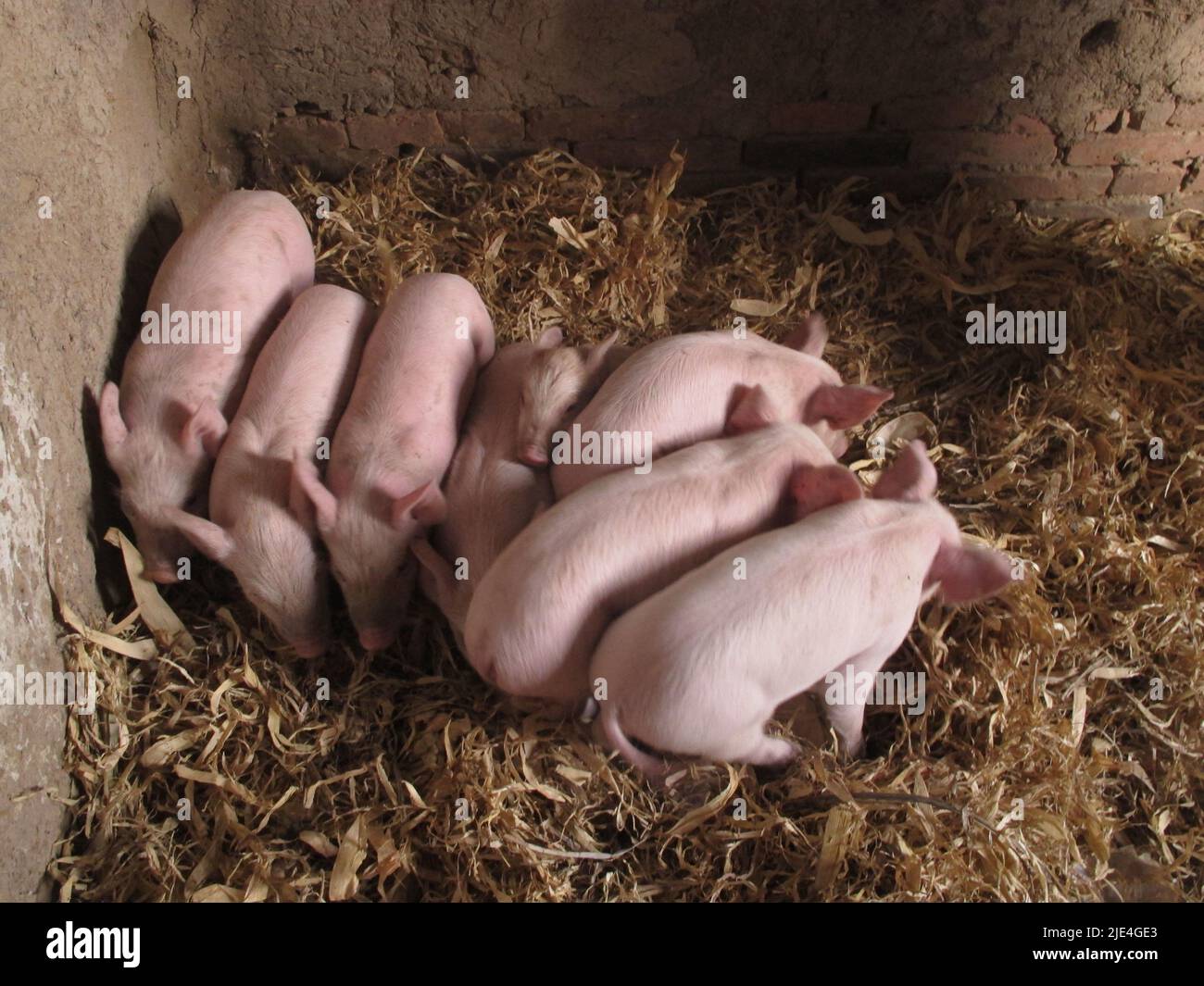 Schweine vertebraten Säugetiere Nutztiere Sauen und Ferkel Stockfoto