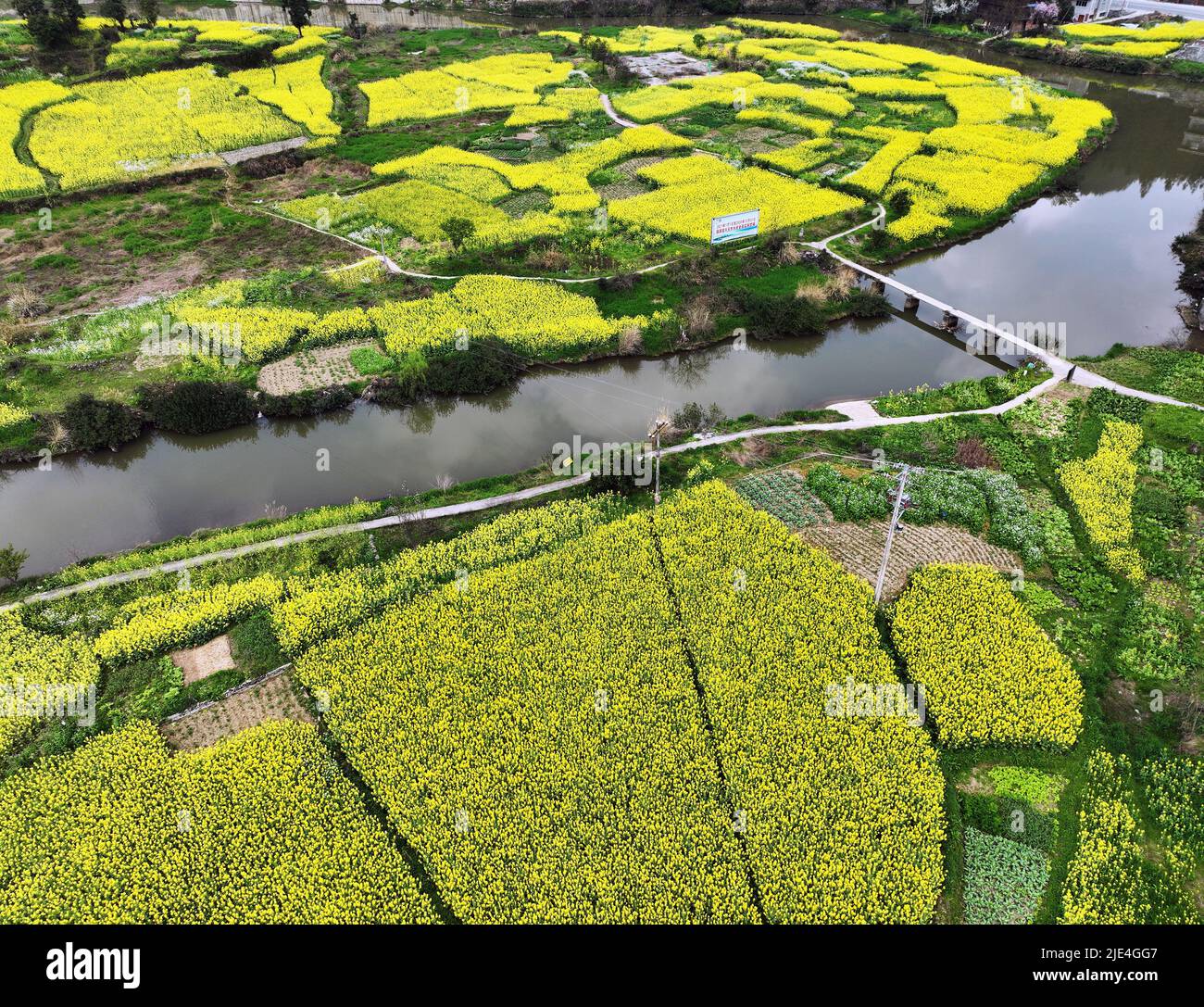 Guizhou jin Screen full ShanTaoHua Besucher genießen die Blume zum Öffnen Stockfoto