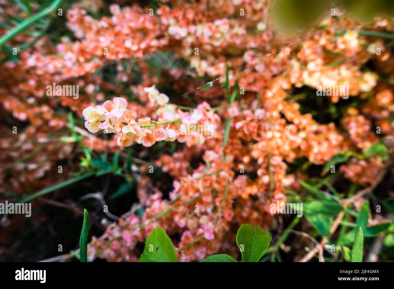 Schöne mehrfarbige Wildhyrangea blüht, in der Regel im Mesischen Wald, oft entlang von Bächen oder in felsigen Gebieten, sondern wächst auch in trockeneren Gebieten. Stockfoto