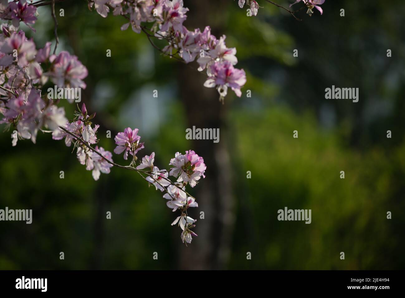 Fuzhou Schaf Hufnagel bauhinia Blumen Frühling Stockfoto