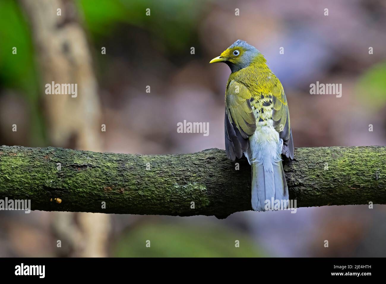 Das Bild des grauköpfigen Bulbul (Brachypodius priocephalus) wurde in Konkan, Maharashtra, Indien, aufgenommen. Stockfoto