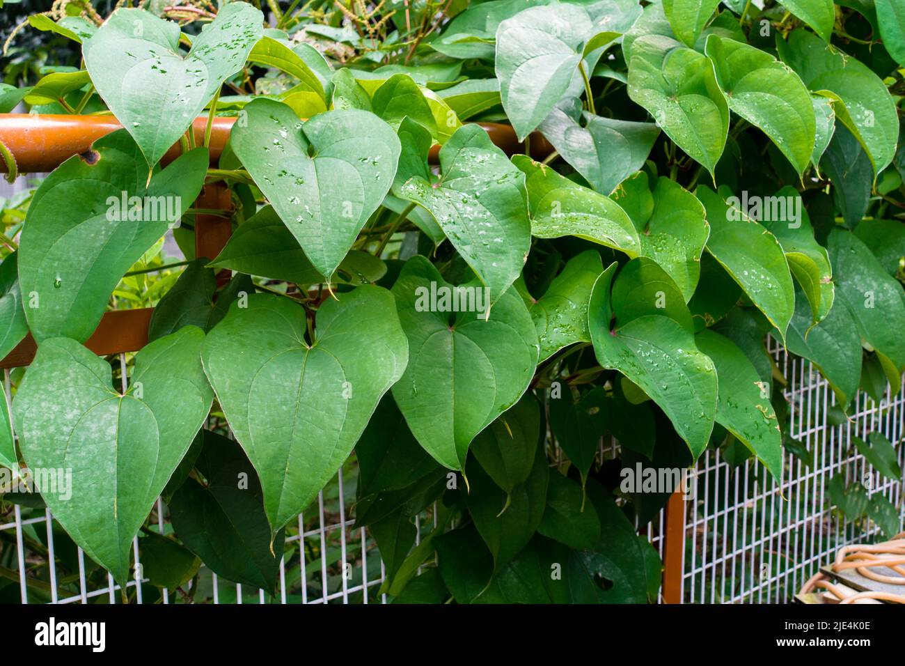 Eine Nahaufnahme von Dioscorea Batatas, Igname de Chine Blättern und Reben. Gartenbauliche Kletterpflanzen in einem indischen Garten. Stockfoto
