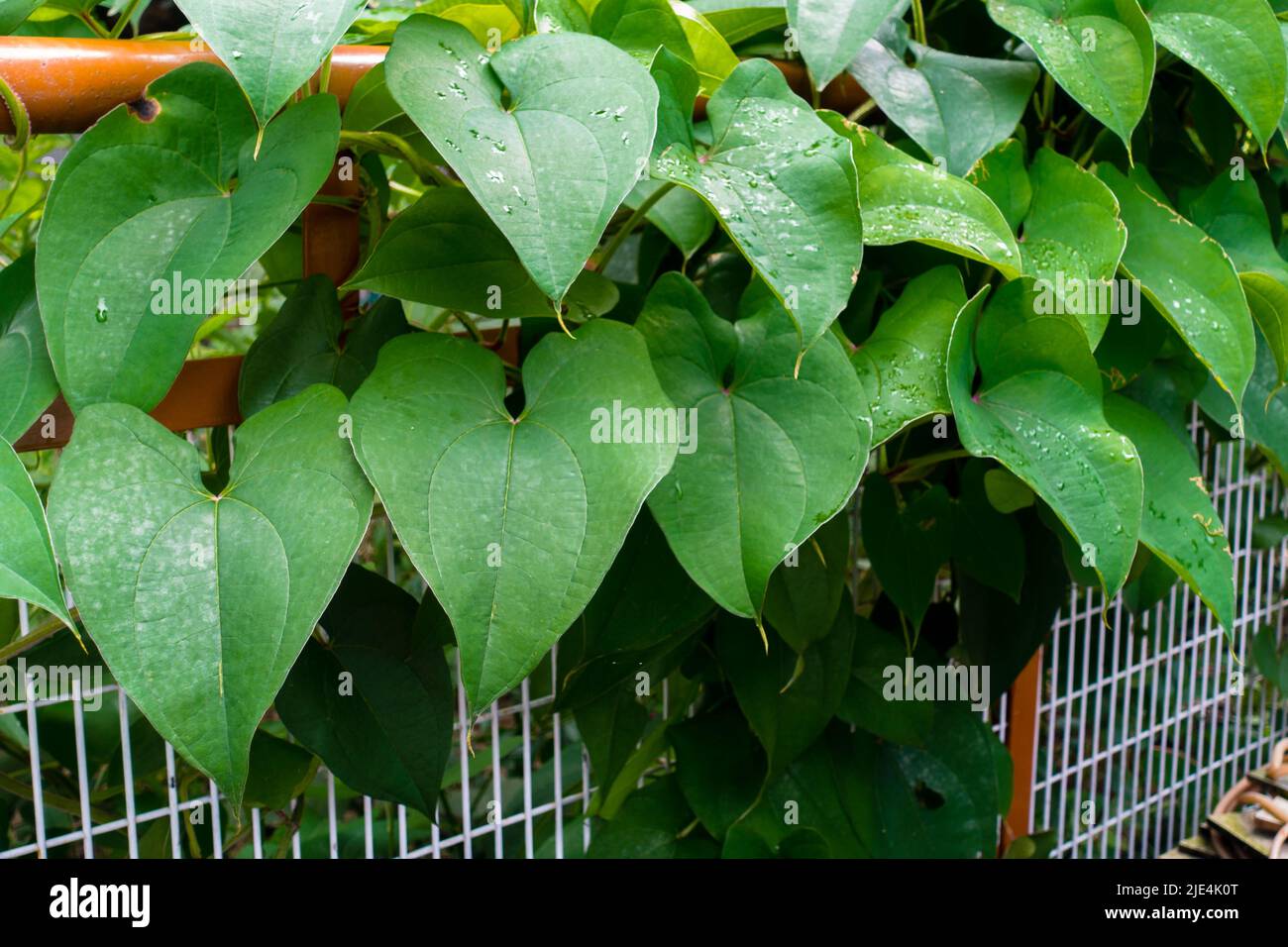 Eine Nahaufnahme von Dioscorea Batatas, Igname de Chine Blättern und Reben. Gartenbauliche Kletterpflanzen in einem indischen Garten. Stockfoto