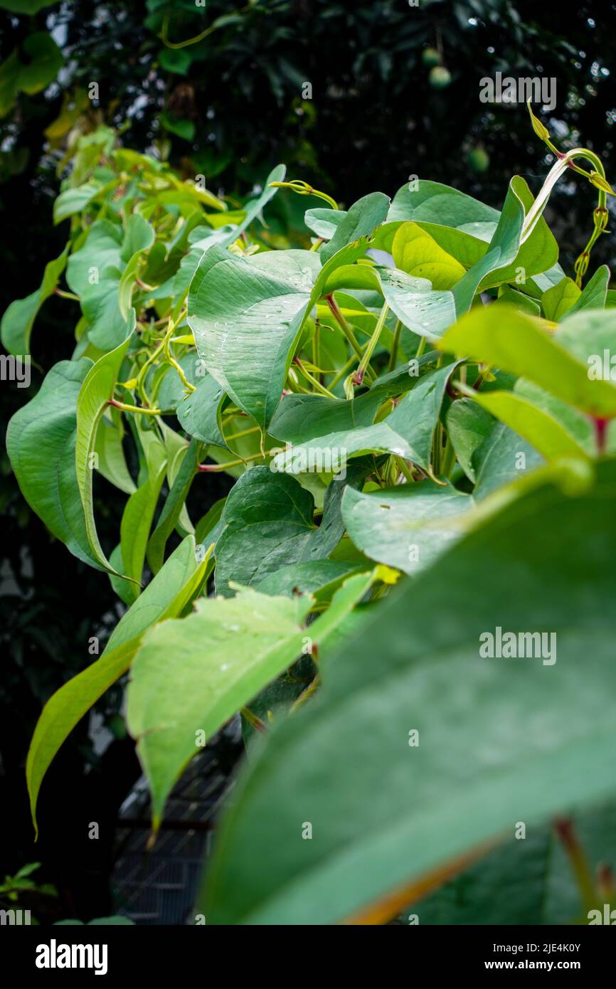 Eine Nahaufnahme von Dioscorea Batatas, Igname de Chine, Rebe. Kletterpflanzen im Gartenbau. Stockfoto