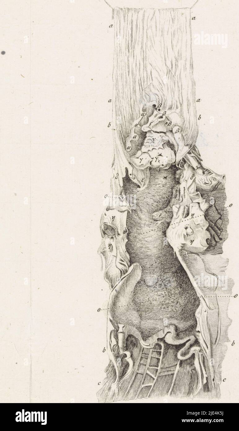 Anatomische Illustration, Robbert Muys, 1785, anatomische Illustration. Oben rechts: Registerkarte. VII Blatt aus einem Buch über die Anatomie des menschlichen Körpers., Druckerei: Robbert Muys, Rotterdam, 1785, Papier, Radierung, H 248 mm × B 78 mm Stockfoto