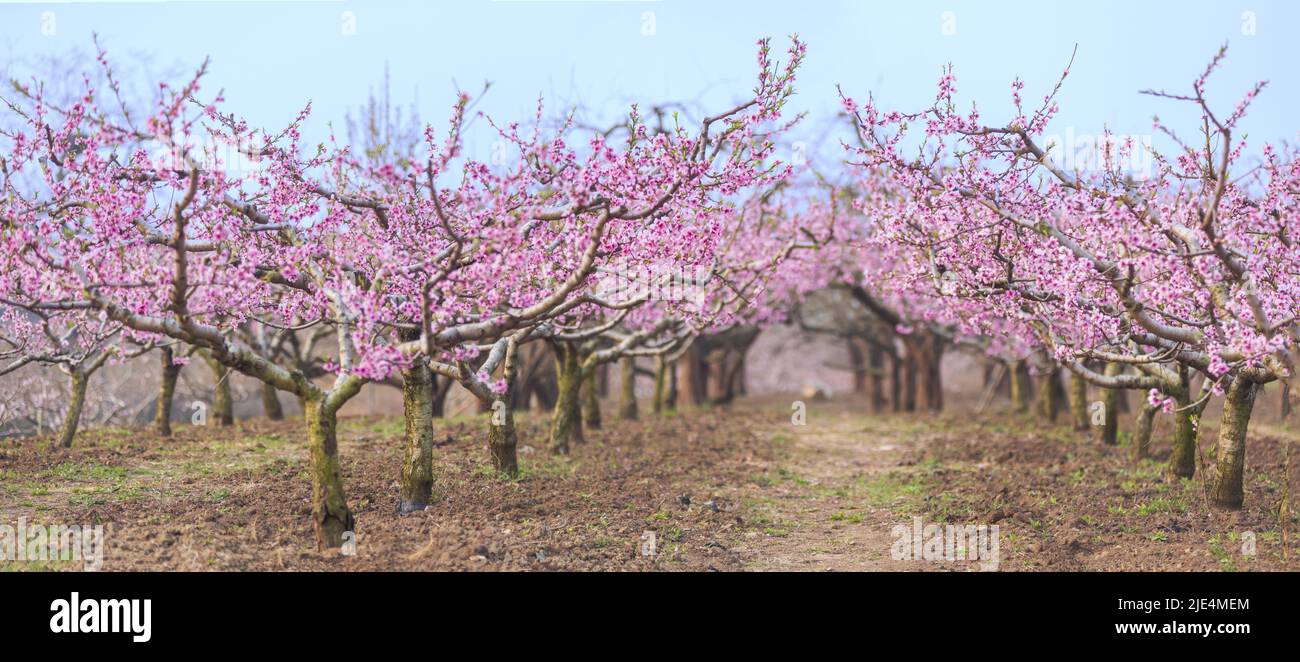 Pfirsichbäume Pfirsich blühen in voller Blüte Frühling Frühling Landschaft Garten Frühling Blumen blühen Stockfoto