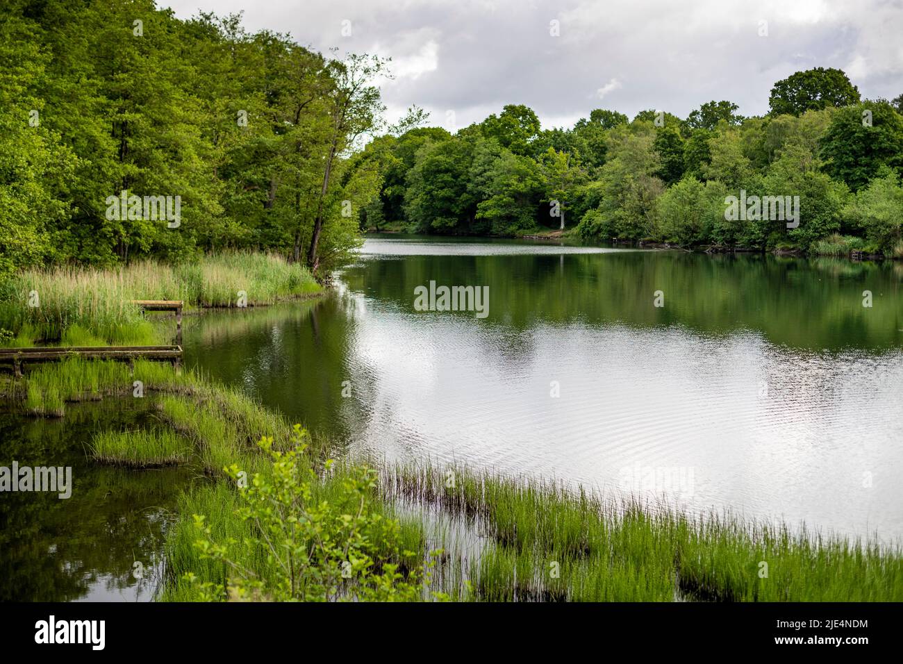 Cannop Ponds Lake, Forest of Dean, Gloucestershire. VEREINIGTES KÖNIGREICH Stockfoto