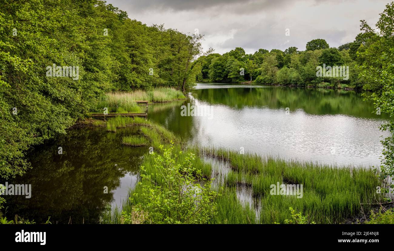 Cannop Ponds Lake, Forest of Dean, Gloucestershire. VEREINIGTES KÖNIGREICH Stockfoto