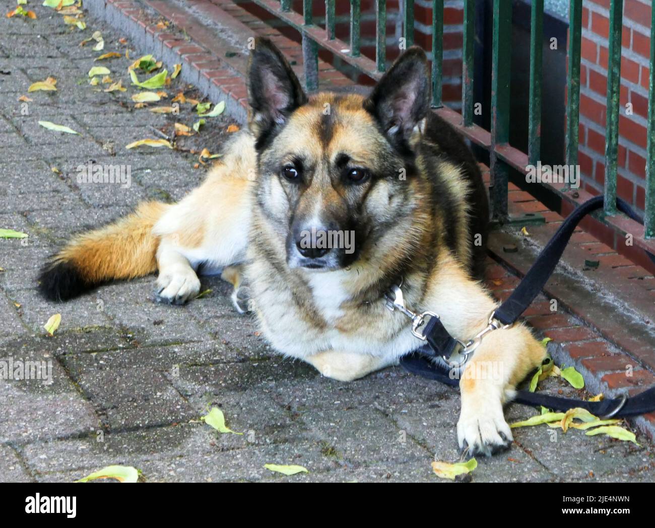 Ein Schäferhund wartet auf seinen Besitzer. Der Besitzer ist in Sicht, so dass der Hund entspannt ist Stockfoto