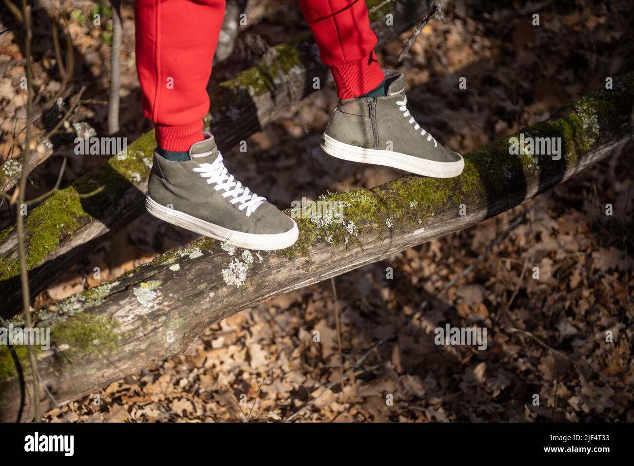 Nahaufnahme der Füße in grauen Snickers, die durch die Grube auf dem Baumstamm gehen und im Wald spazieren gehen, weg von Menschen, die näher an der Natur sind und Bäume hereinlassen Stockfoto