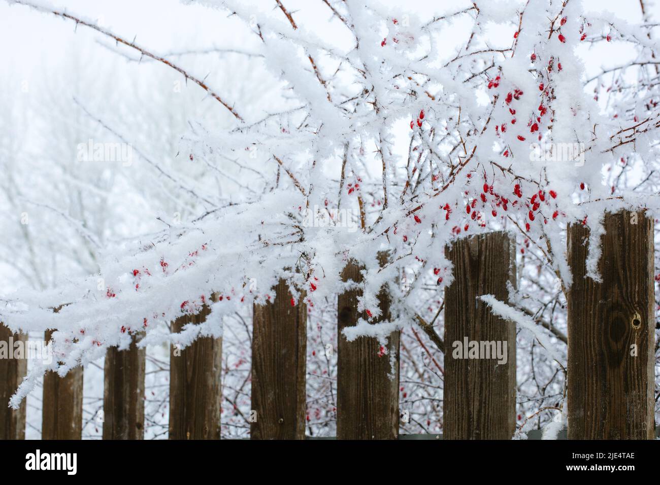 Dünne Äste mit roten, kleinen Beeren, die mit Frost bedeckt sind und tagsüber über einem Holzzaun wachsen. Speicherplatz kopieren. Schöne Winterzeit mit tonnenweise Schnee Stockfoto