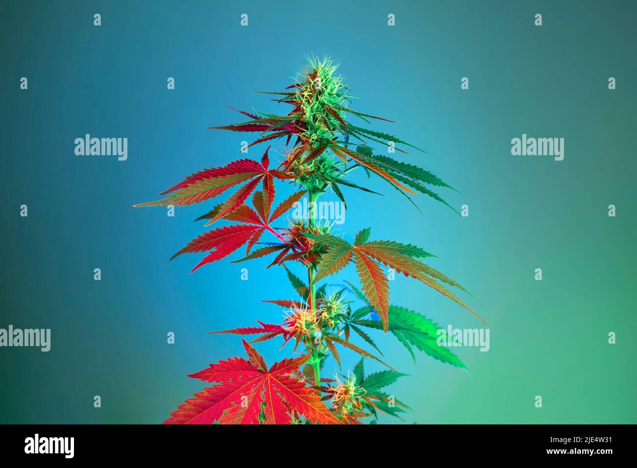 Cannabispflanze mit Blättern und blühenden Knospen in farbenprächtiges rotes und gelbes Licht. Medizinische Marihuanapflanze auf hellblauem Hintergrund im tropischen Stil. M Stockfoto