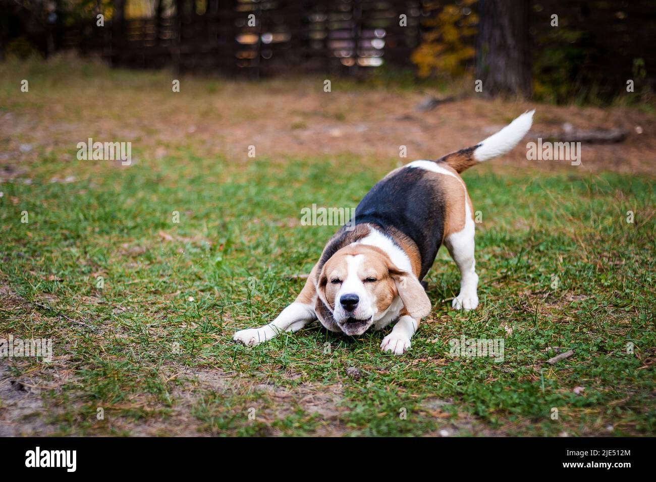 Hound Beagle auf einem Spaziergang im Herbst Park Stockfoto
