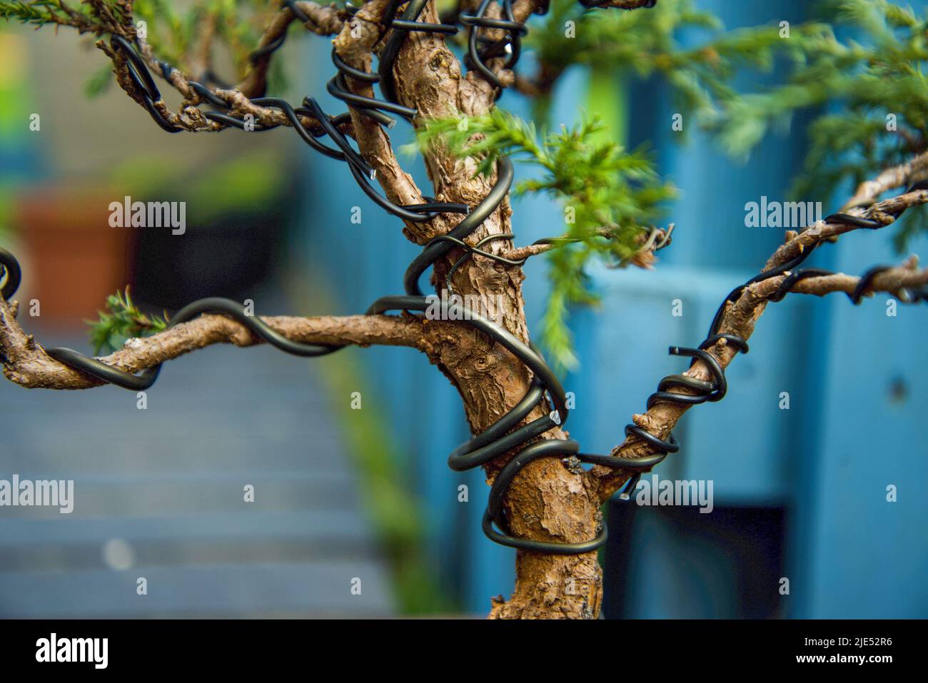 Bonsai-Baum wird mit Drähten trainiert Stockfoto