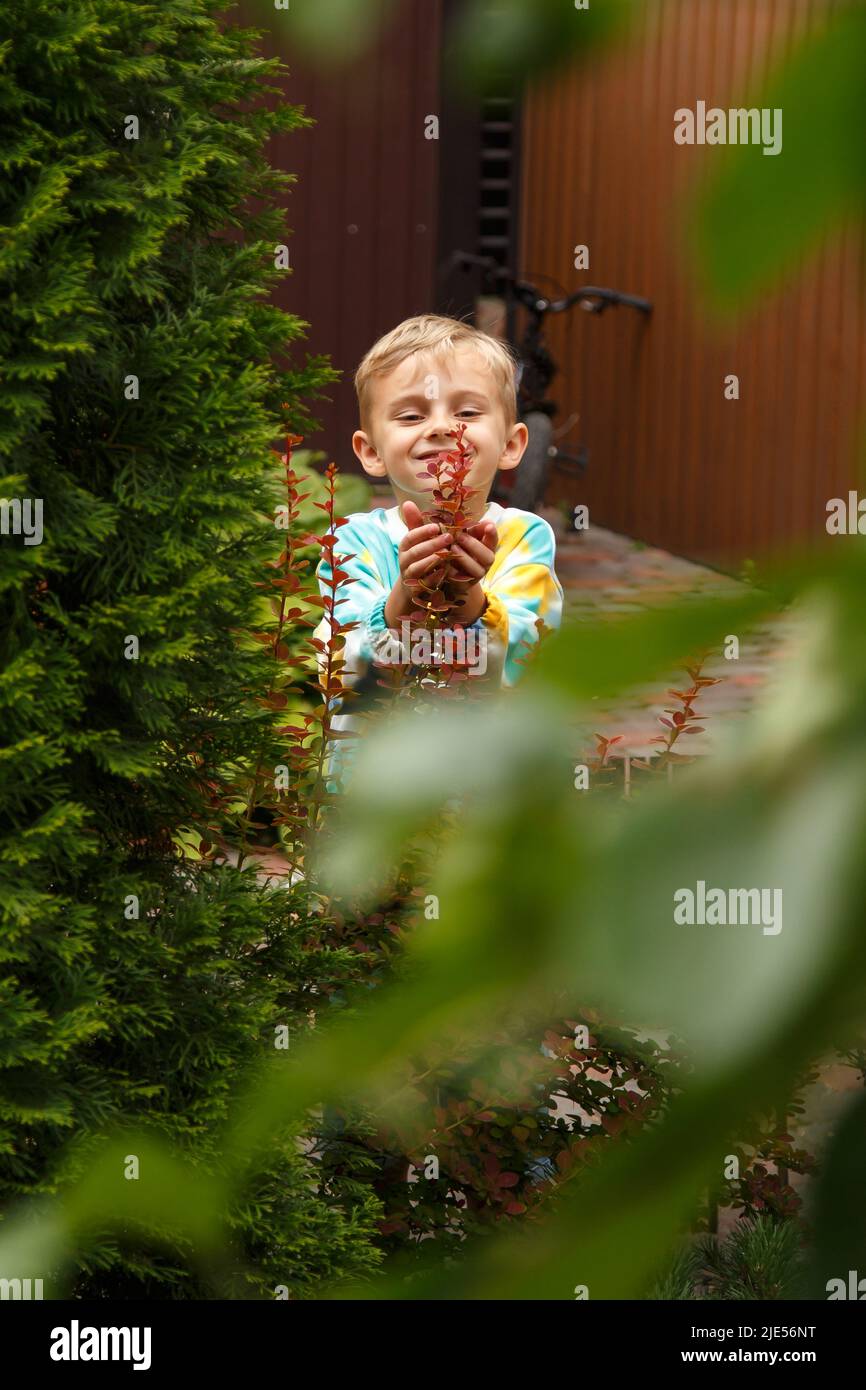 Ein sechsjähriger Junge guck hinter einem Busch hervor. Kleiner Junge versteckt sich hinter einer Zypresse. Stockfoto