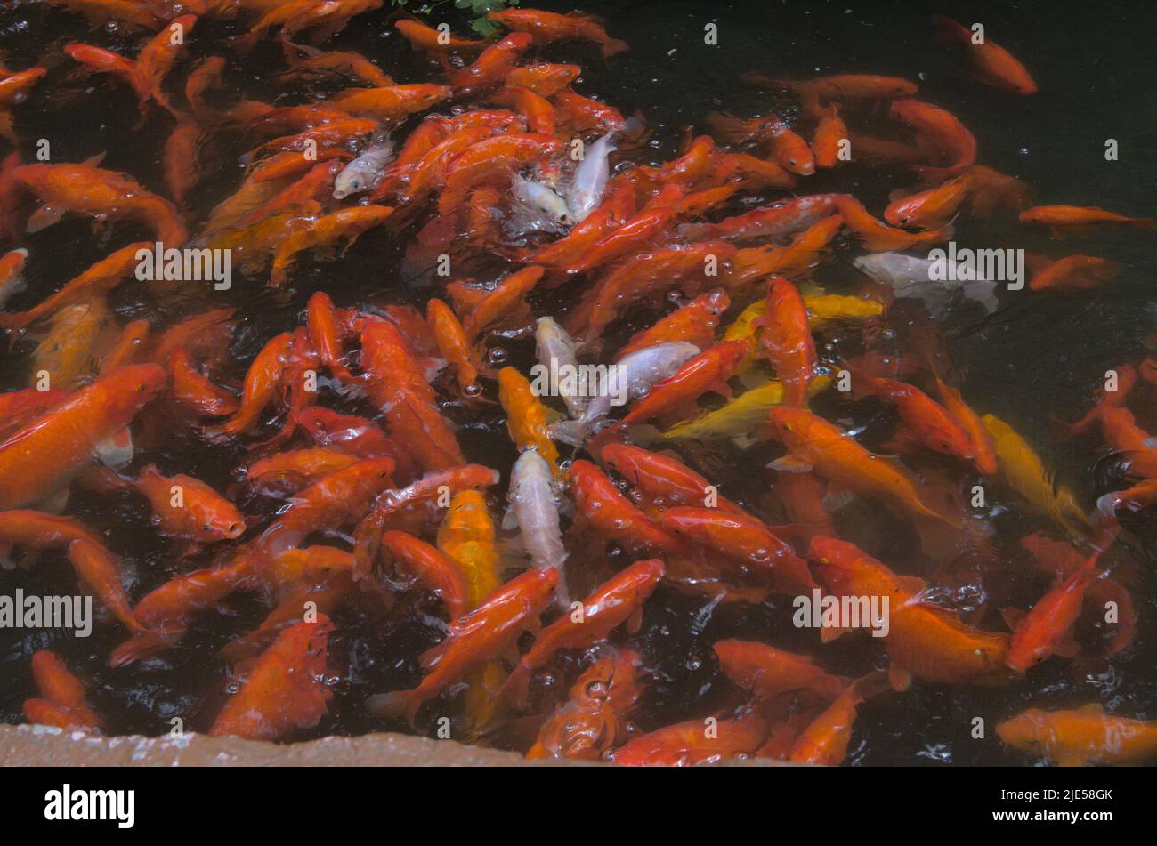 Eine Fischschule in einem Naturschutzpark in Langkawi Stockfoto