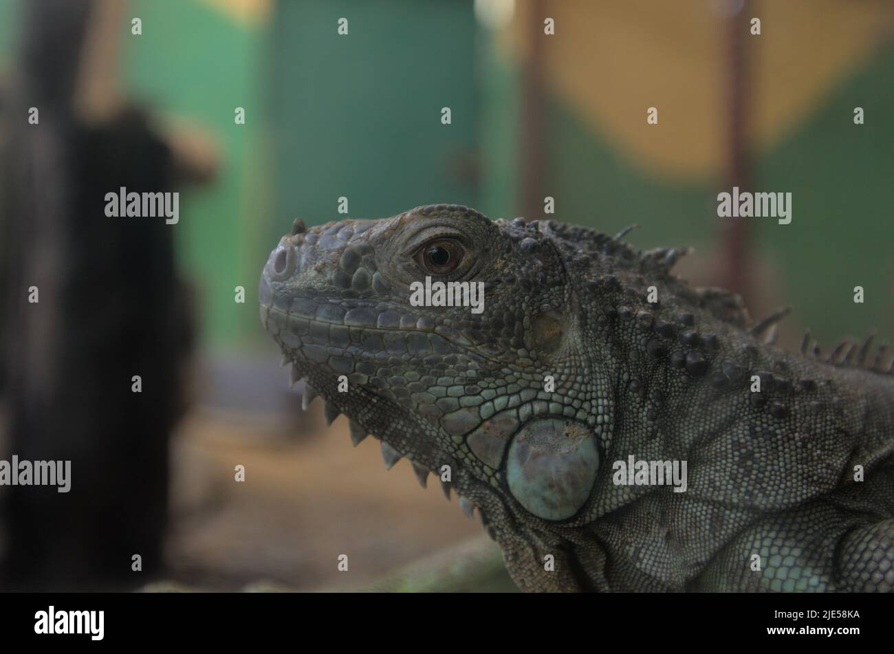 Ein Leguan aus nächster Nähe in einem Naturschutzpark in Langkawi Stockfoto