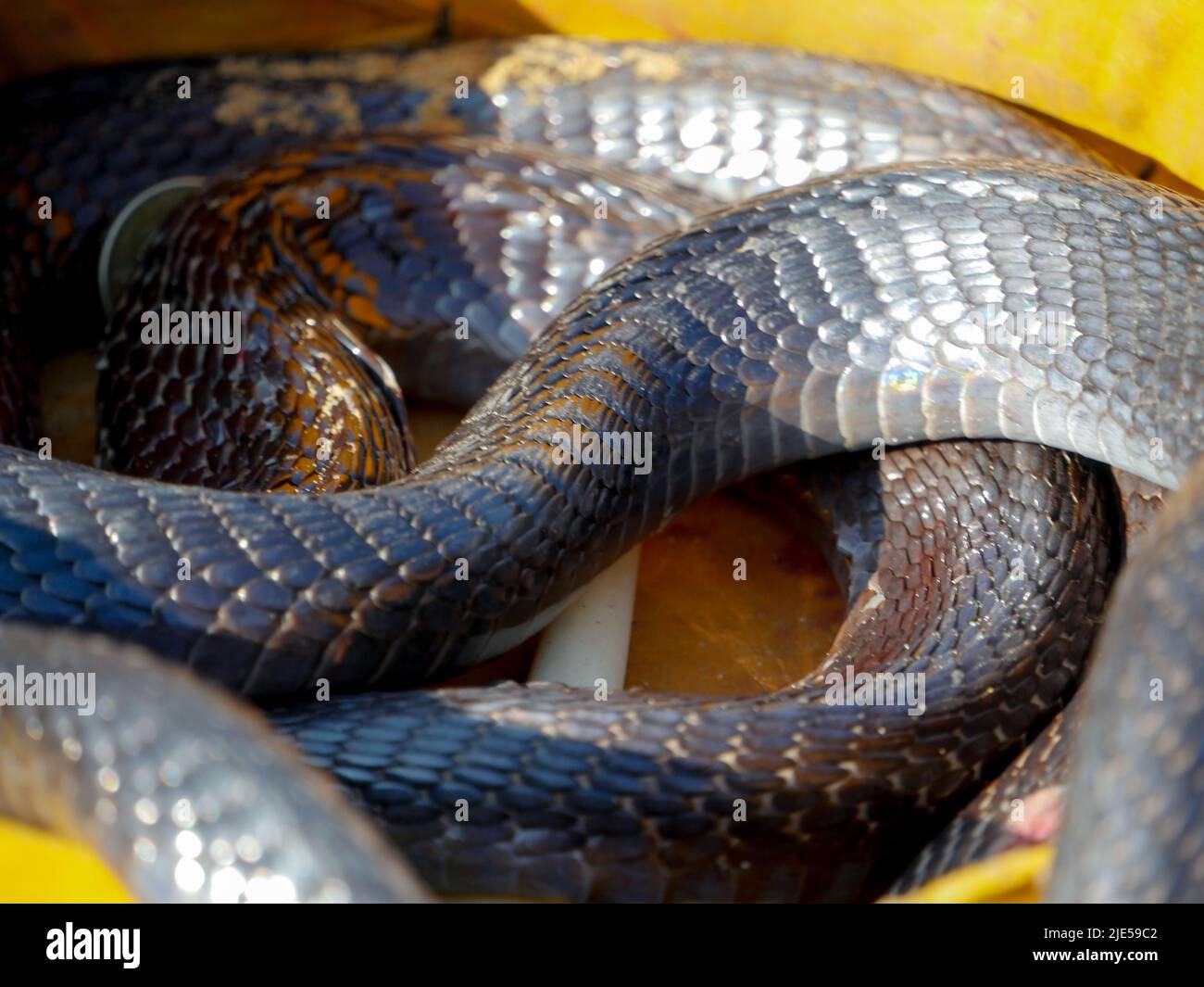 Cobra Snake Nahaufnahme Bild, in einen Korb gelegt Stockfoto