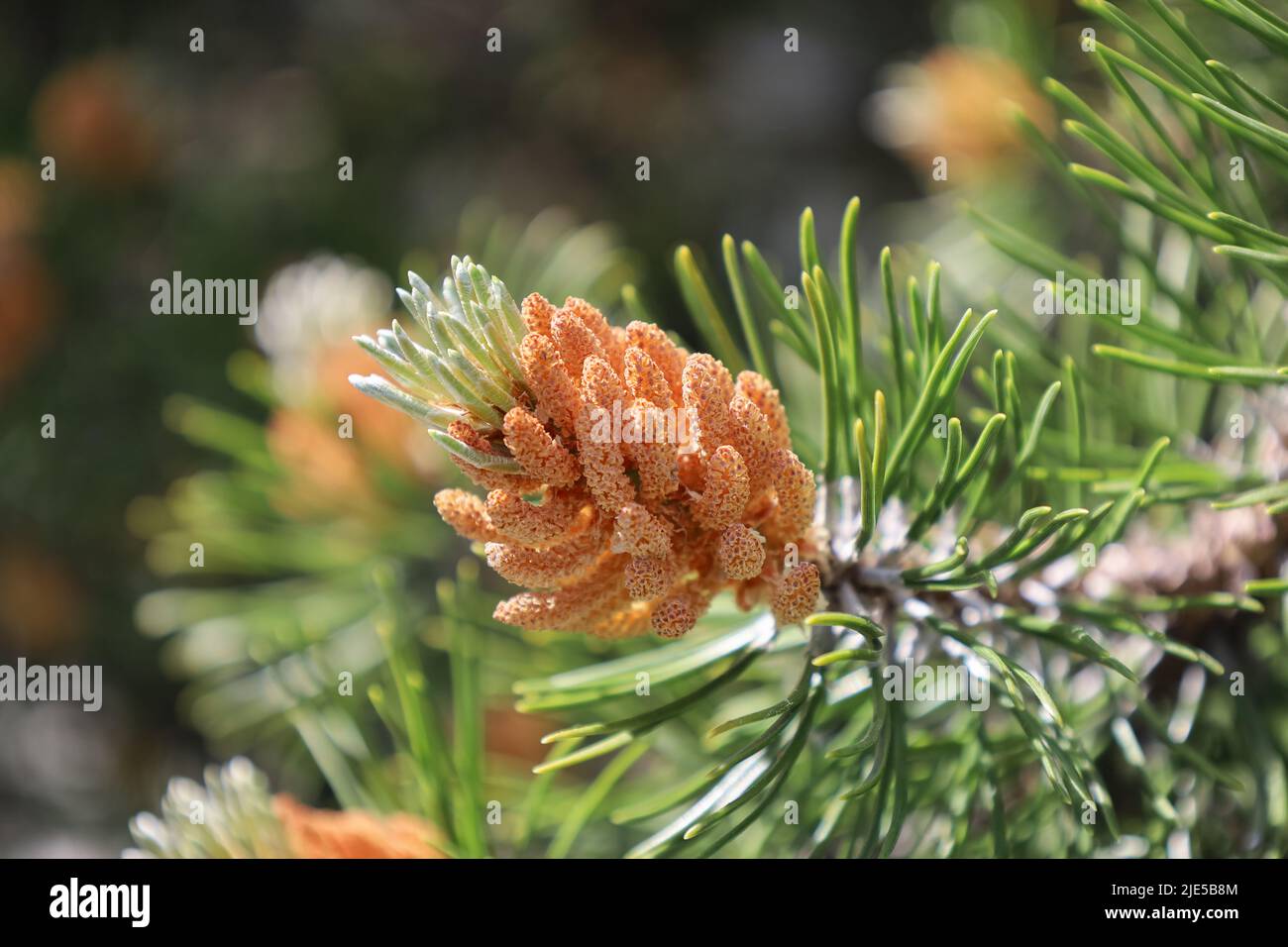 Blüte des Pinus mugo. Männliche Pollen, die Strobili produzieren. Neue Triebe im Frühjahr von Zwergkiefer. Koniferkegel. Gelber, pollenhaltiges Männchen Stockfoto