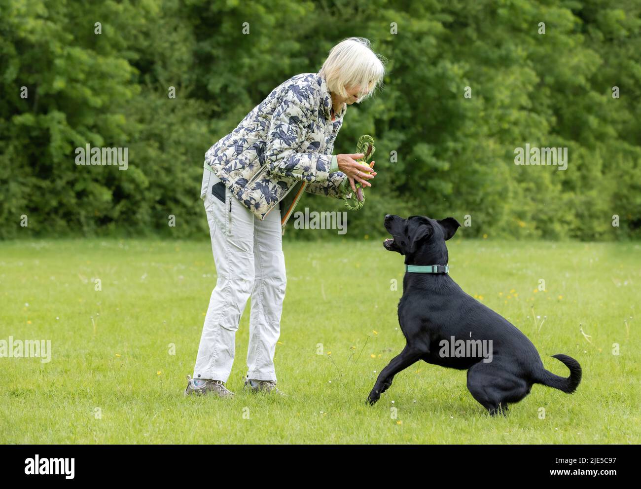 Ältere graue Frau, die mit schwarzem Labrador und seinem Spielzeug im Gras im Hundepark spielt Stockfoto