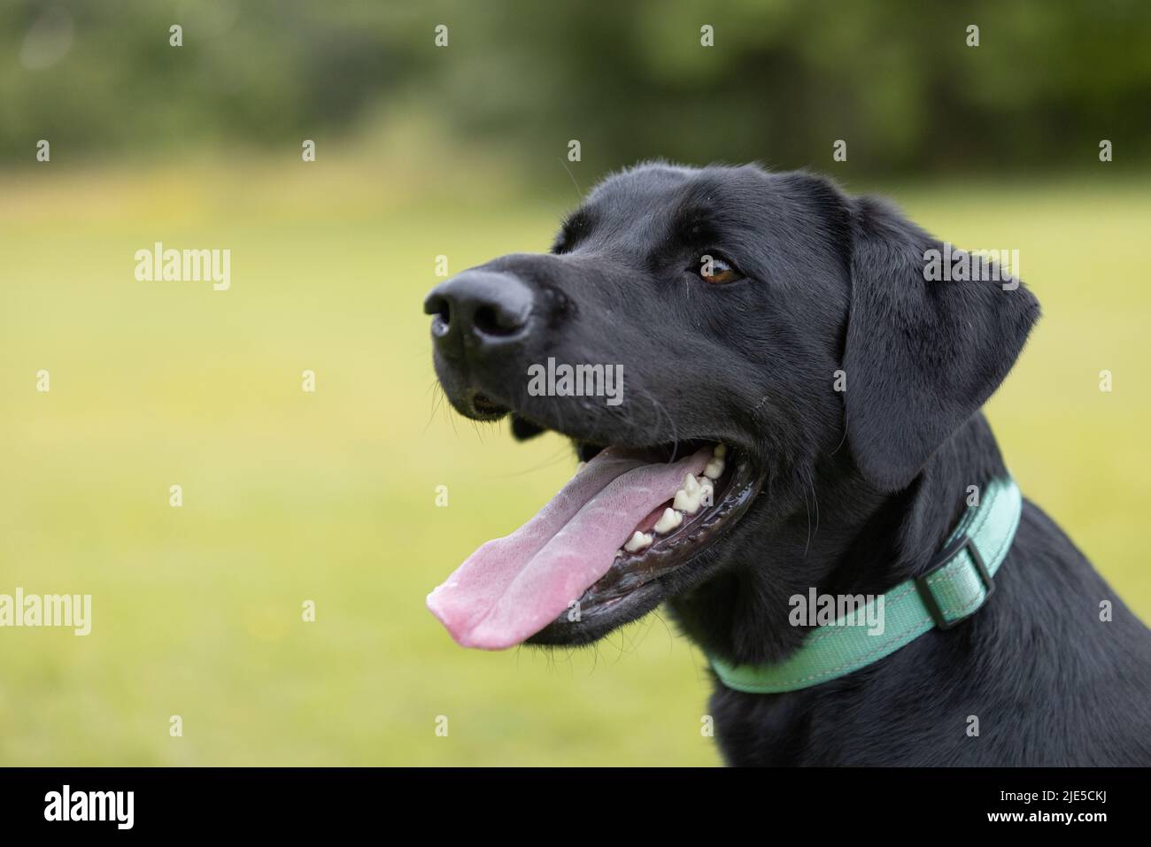 Seitenansicht des jungen schwarzen Labradors, der einen Kragen trägt und seine Zunge am Hundepark herausragt Stockfoto