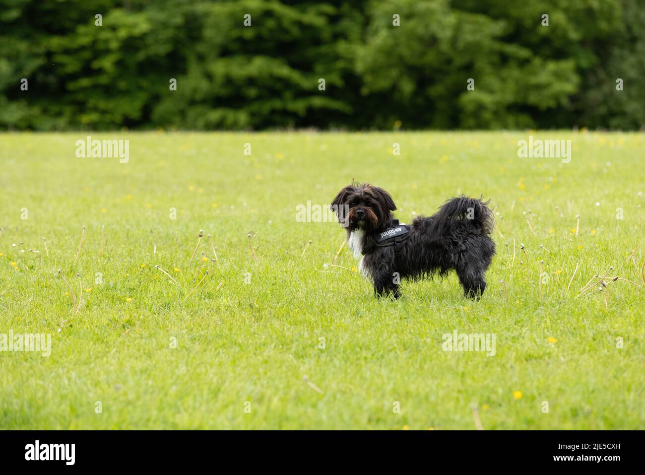 Kleiner schwarz-weißer Hund, der im Gras steht und die Kamera im Hundepark anschaut Stockfoto