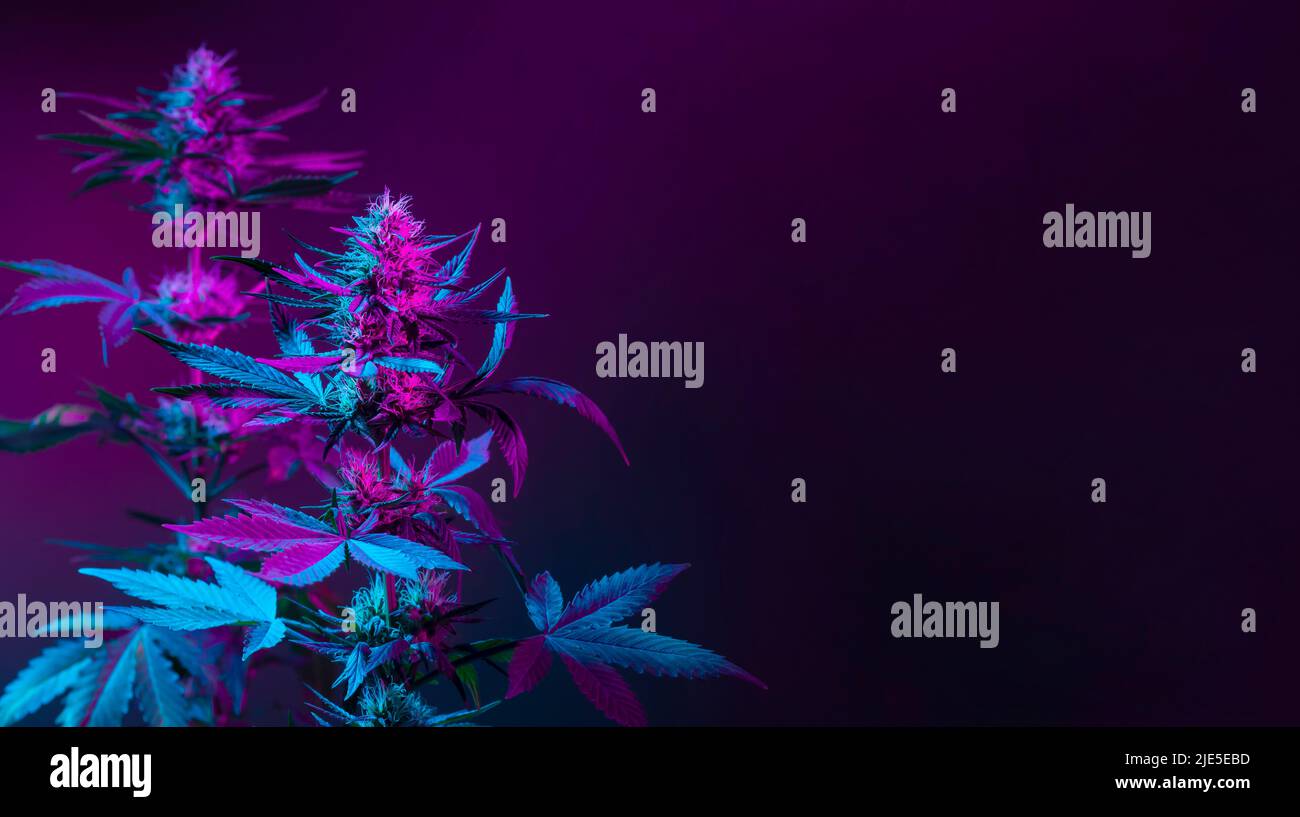 Lila Marihuana-Pflanzen in rosa Neonlicht auf dunklem Hintergrund. Lila Cannabis Hintergrund Banner mit leerem Platz für Text. Wunderschönes Design Stockfoto