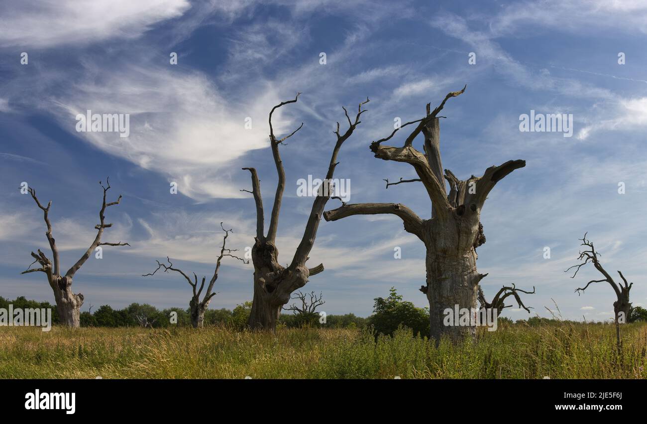 Die toten alten Eichen von Mundon Essex, England, im Sommer. Stockfoto