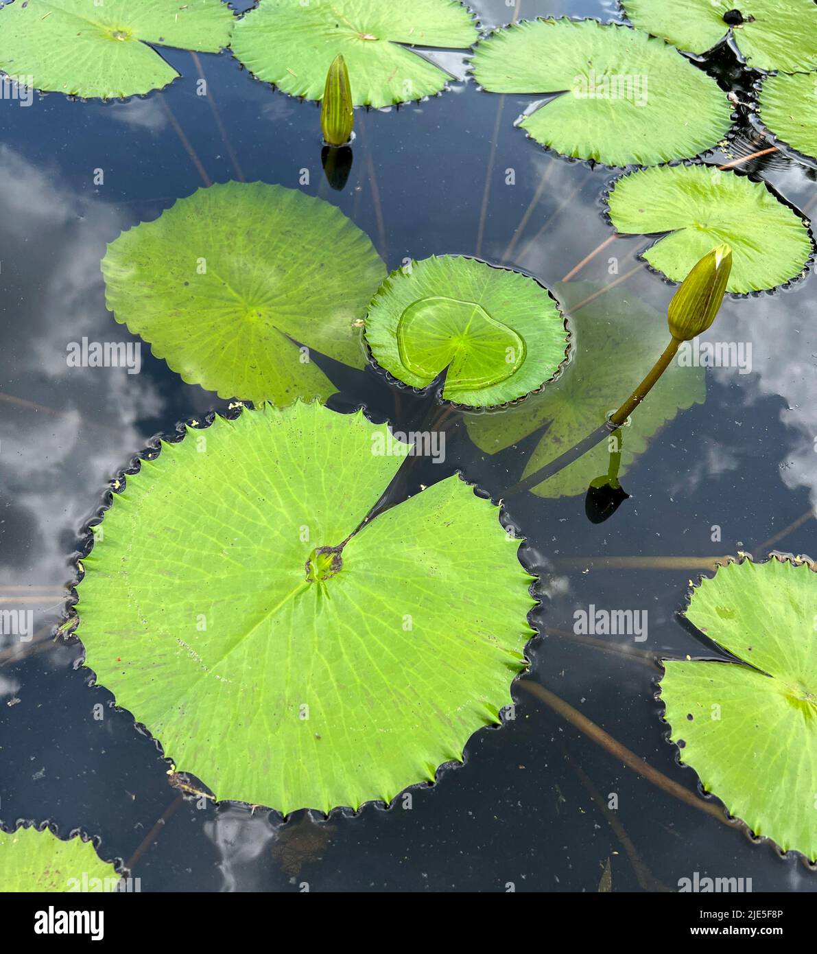 Lotusblätter und zwei junge Lotusknospen im Teich, Wassertropfen auf abgerundeter Form mit gezackter Kante und gespaltenen Markierungen von Lotuslaub, erwachsen unter der Wasseroberfläche Stockfoto
