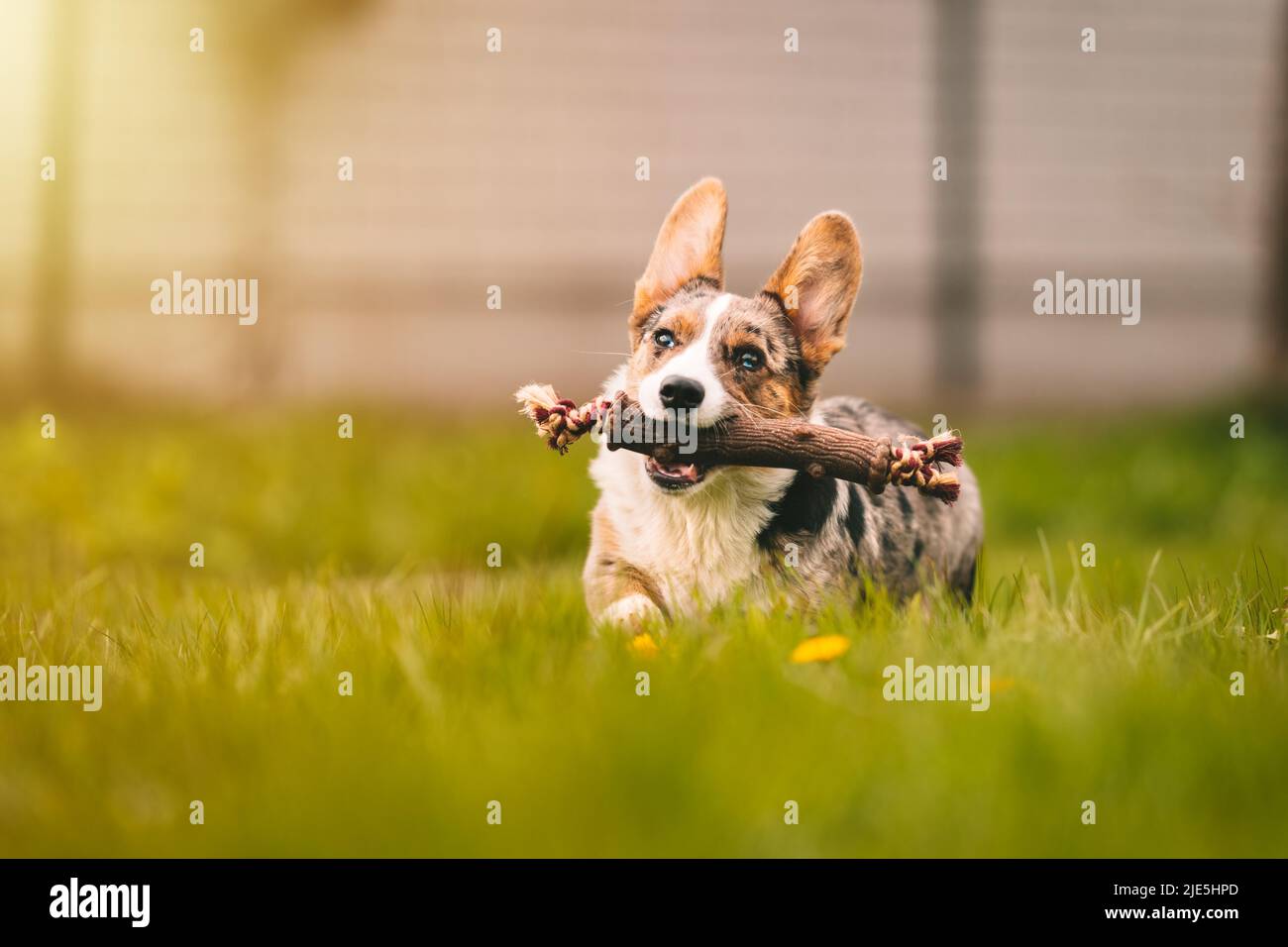 Fröhlicher Corgi-Hund, der an einem sonnigen Tag im Gras mit Stockspielzeug für Hunde im Freien läuft. Lustige Corgi Welpen spielen mit Hund Spielzeug Stockfoto