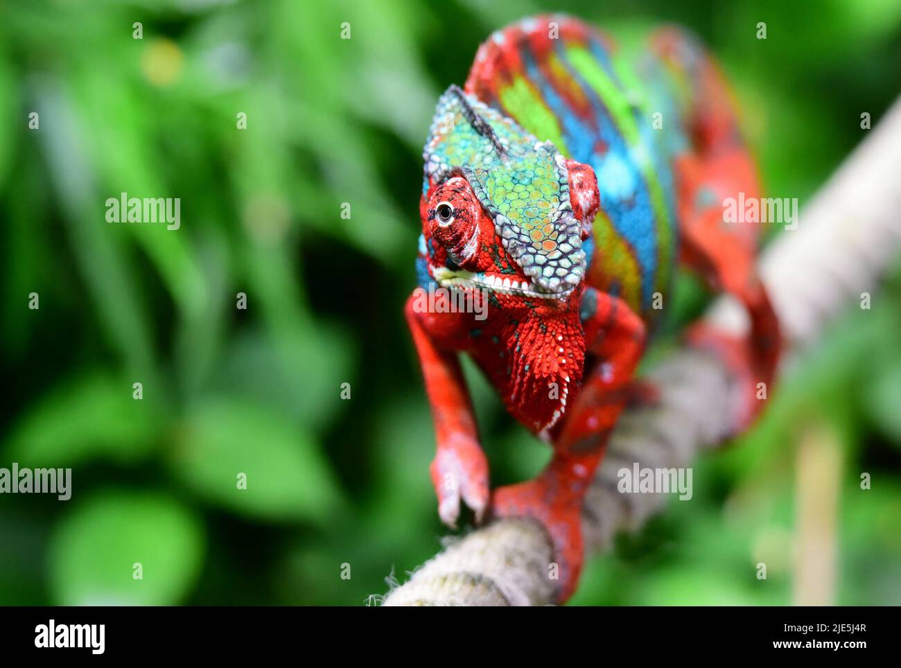 Rotes Chamäleon Stockfoto