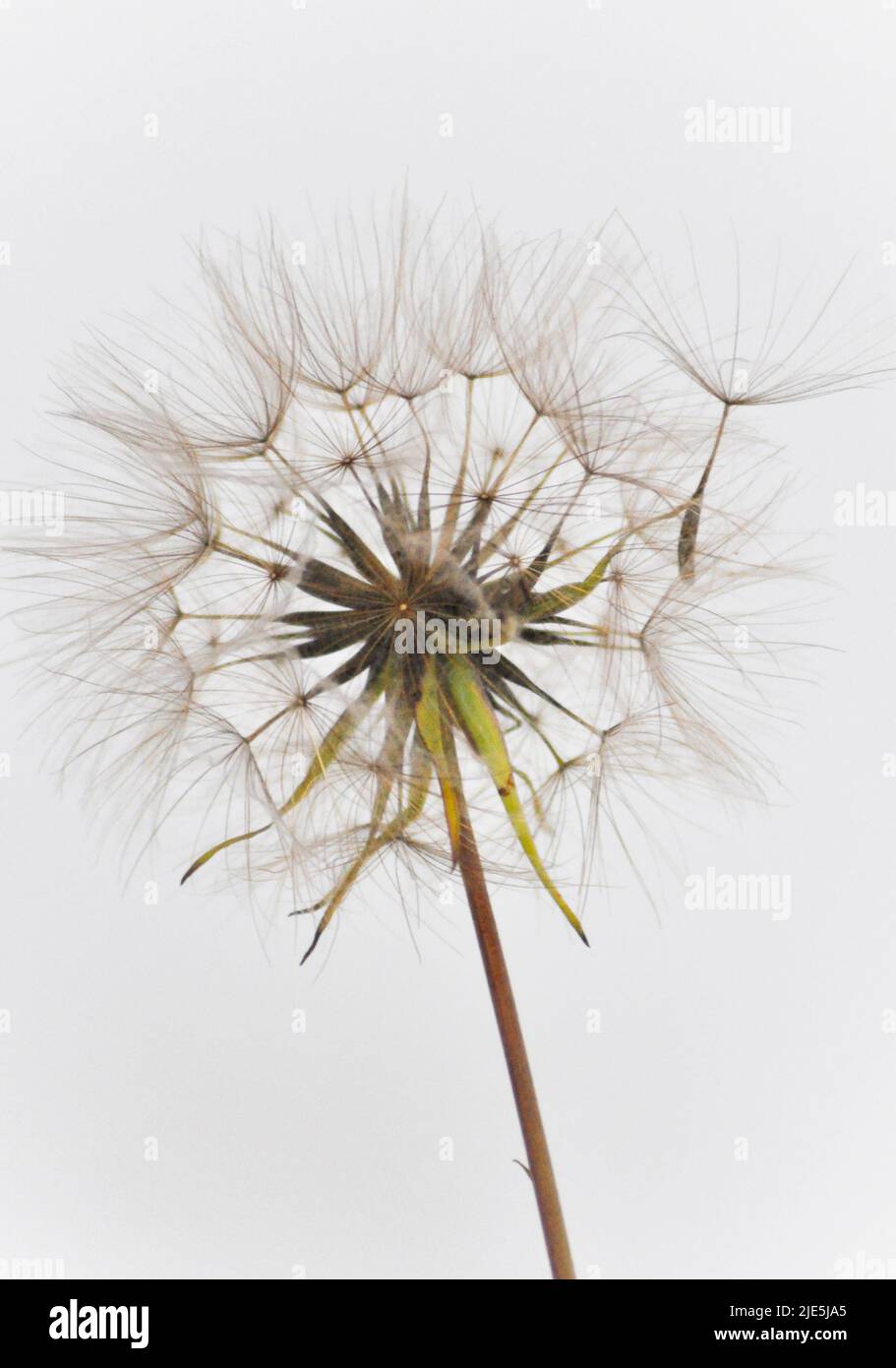 Eine einzelne Dommelionsuhr, die auf einem weißen Hintergrund steht, wobei ein Samen von der Uhr wegkommt Stockfoto