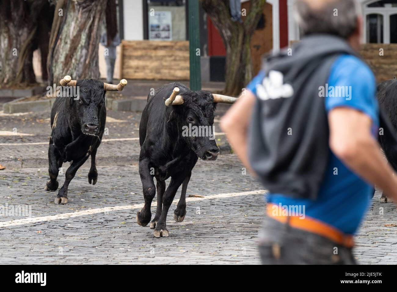 Ein Teilnehmer läuft von zwei Bullen auf den Straßen während einer Tour-A-Corda, auch Stier-on-a-Seil beim Sanjoaninas-Festival am 24. Juni 2022 in Angra do Heroísmo, Terceira Island, Azoren, Portugal genannt. Während der einzigartigen Veranstaltung auf den Azoren löst sich ein an ein langes Seil gefesselter Stier, während die Teilnehmer versuchen, den Stier abzulenken oder davon zu Rennen. Quelle: Planetpix/Alamy Live News Stockfoto