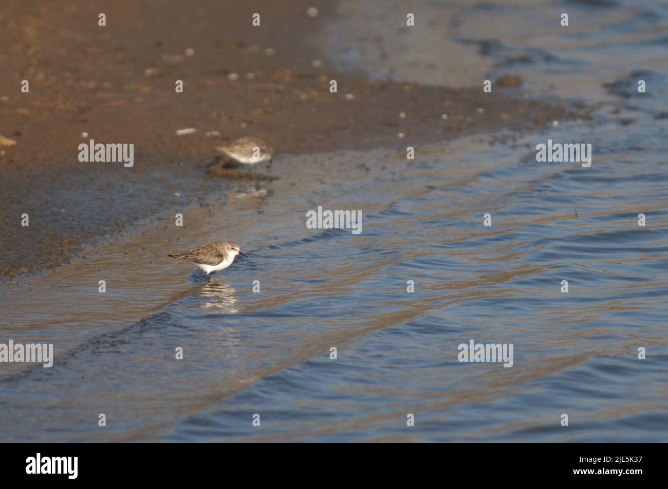 Ein kleiner Stints Calidris minuta in einer Lagune. Nationalpark Oiseaux du Djoudj. Saint-Louis. Senegal. Stockfoto