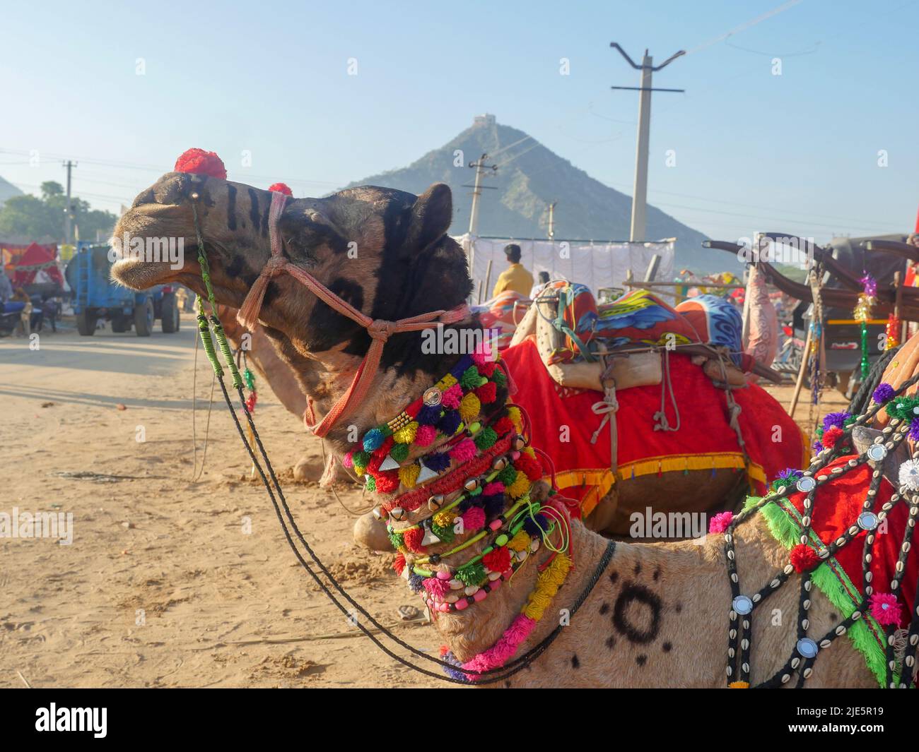 Pushkar, Rajasthan / Indien - 5. November 2019 : dekoriertes Kamel in Indiens größtem Kamelfestival „Pushkar Kamelmesse“. Stockfoto