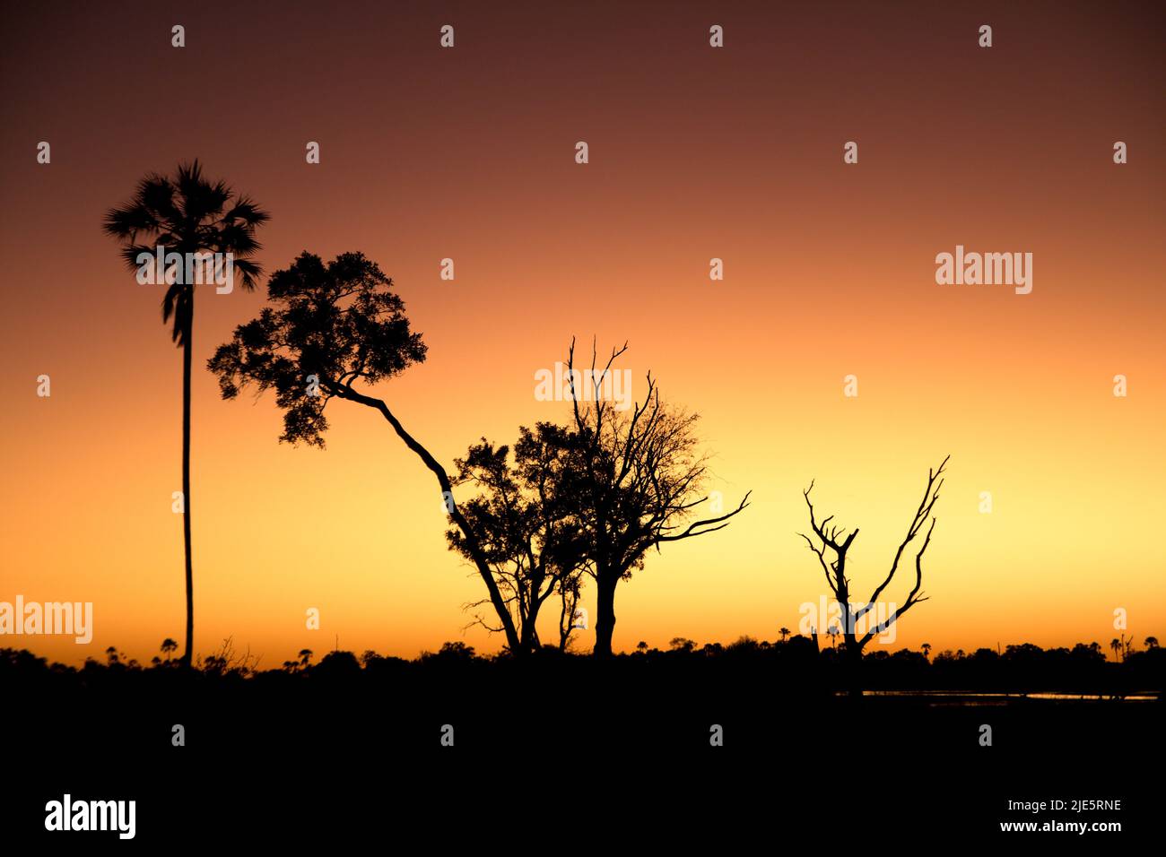 Mokorofahrt bei Sonnenuntergang im Okavango-Delta Stockfoto