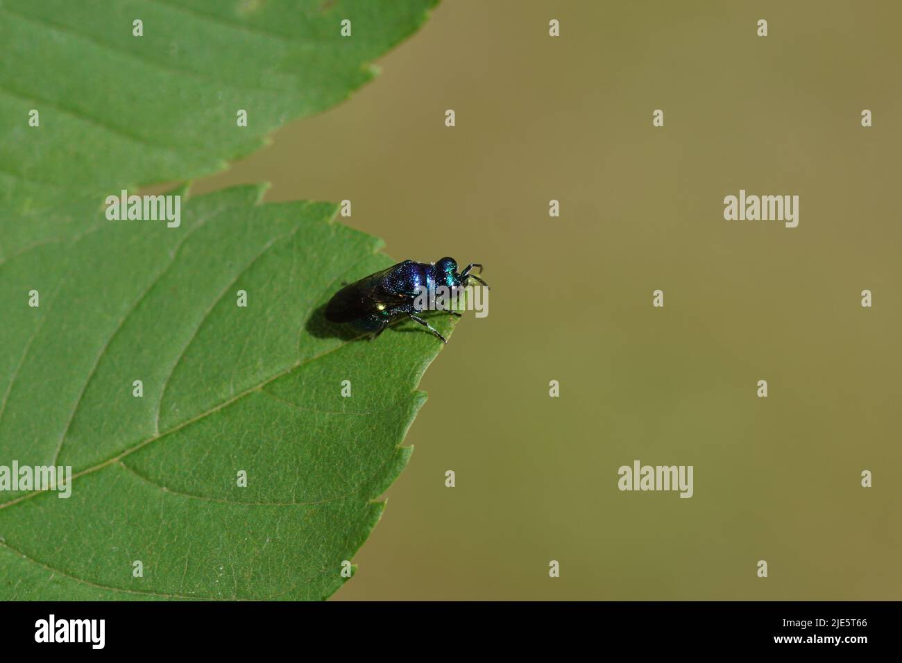 Nahaufnahme von Pseudomalus, einer kleinen, blauen Kuckucksuhr, Smaragdwespe, Familie Chrysididae. Auf einem Blatt. Holländischer Garten, Juni Stockfoto