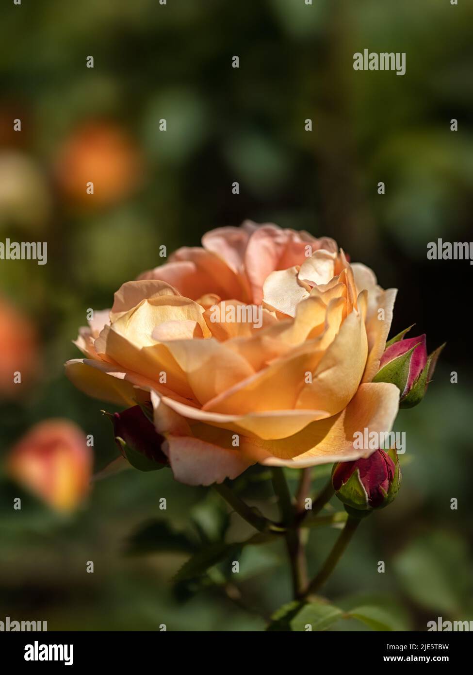 Nahaufnahme der Blütenblüten von Rosa ‘Lady of Shalott’ in einem Rosengarten im Sommer Stockfoto